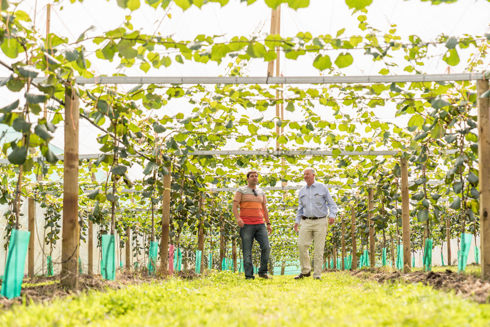 KiwiFruit Orchard Management News